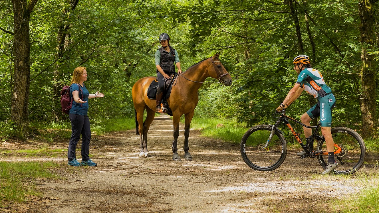 Korte lontjes in het bos