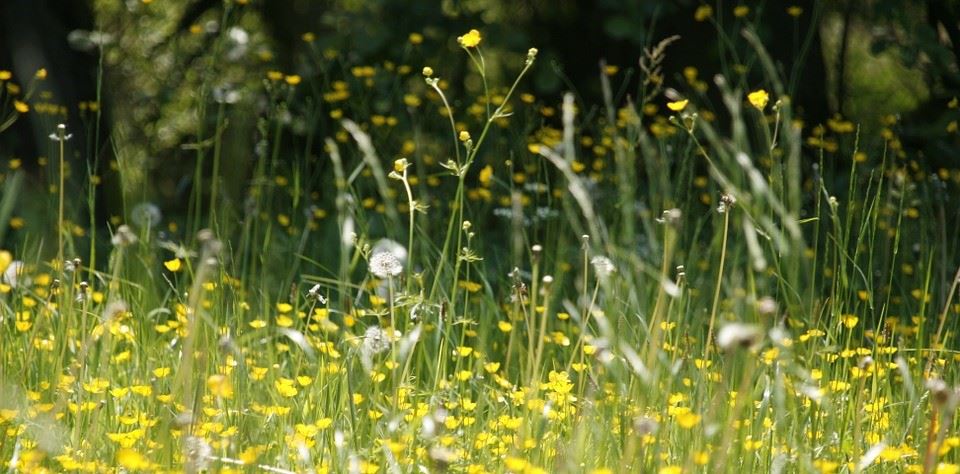 6x Tips bij hooikoorts