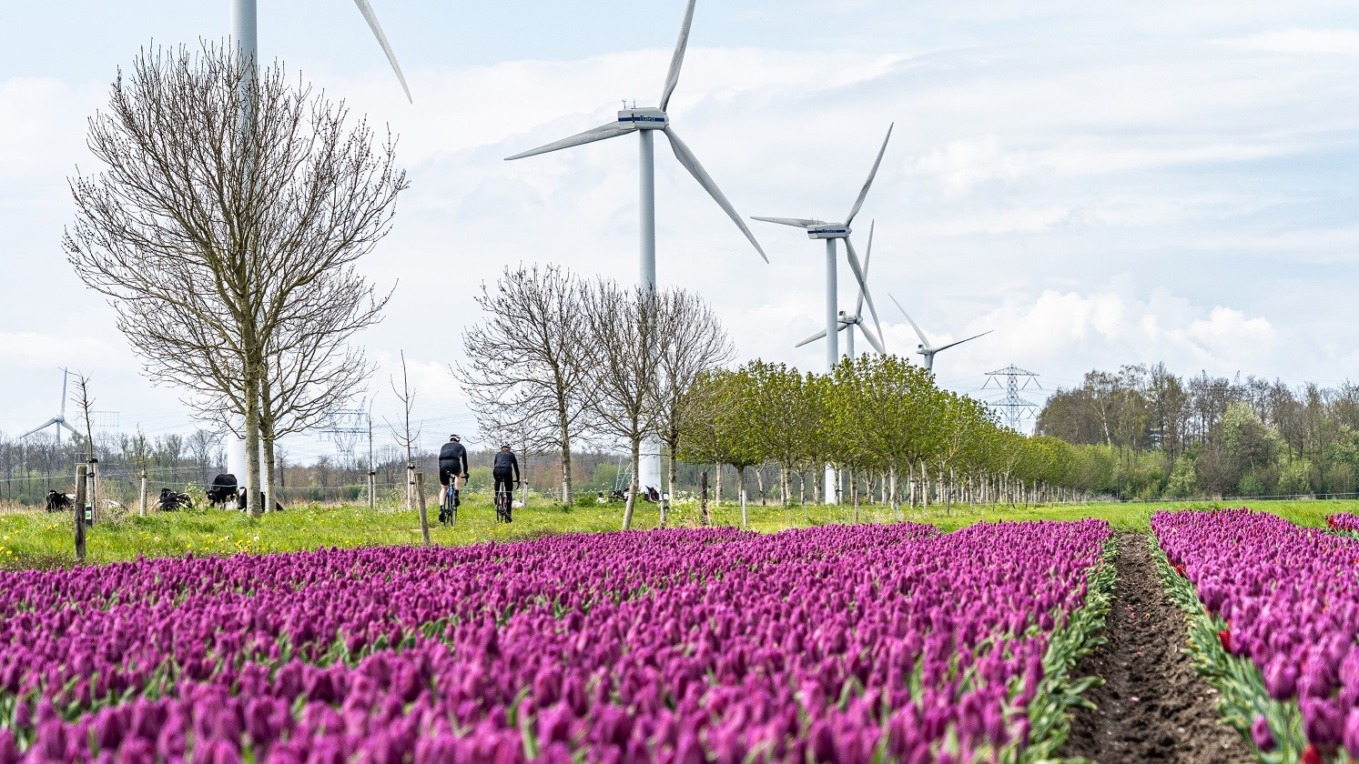 De mooiste wielerroutes in Flevoland