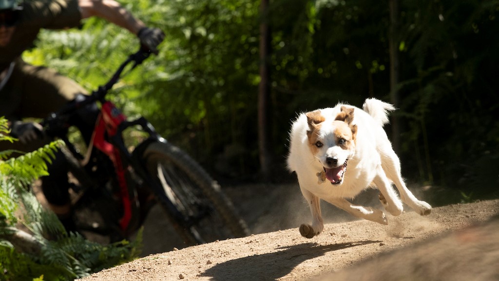 Filmtip: A Dog's Tale