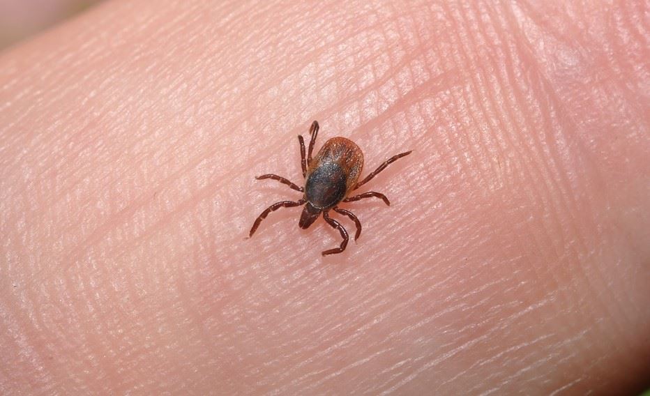 Hoe voorkom je een tekenbeet?