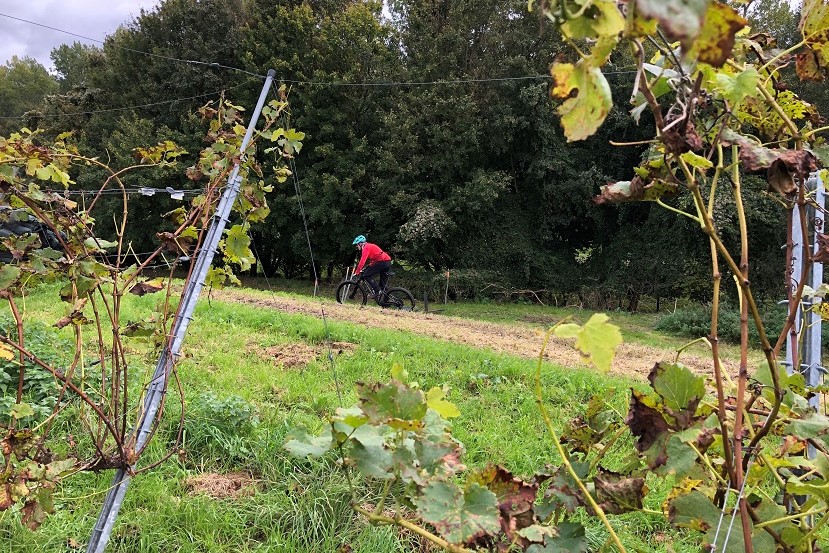 De stadswijngaard van Almere. Proost! - Foto: Ard Krikke