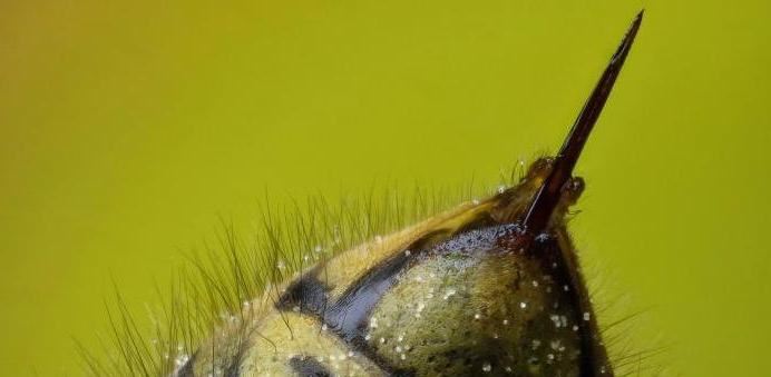 5x tips voor bijen- en wespensteken