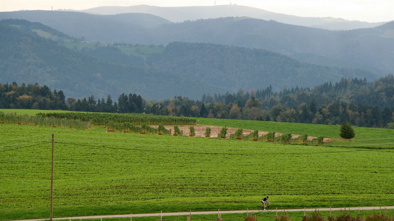 De reuzen van het Zwarte Woud