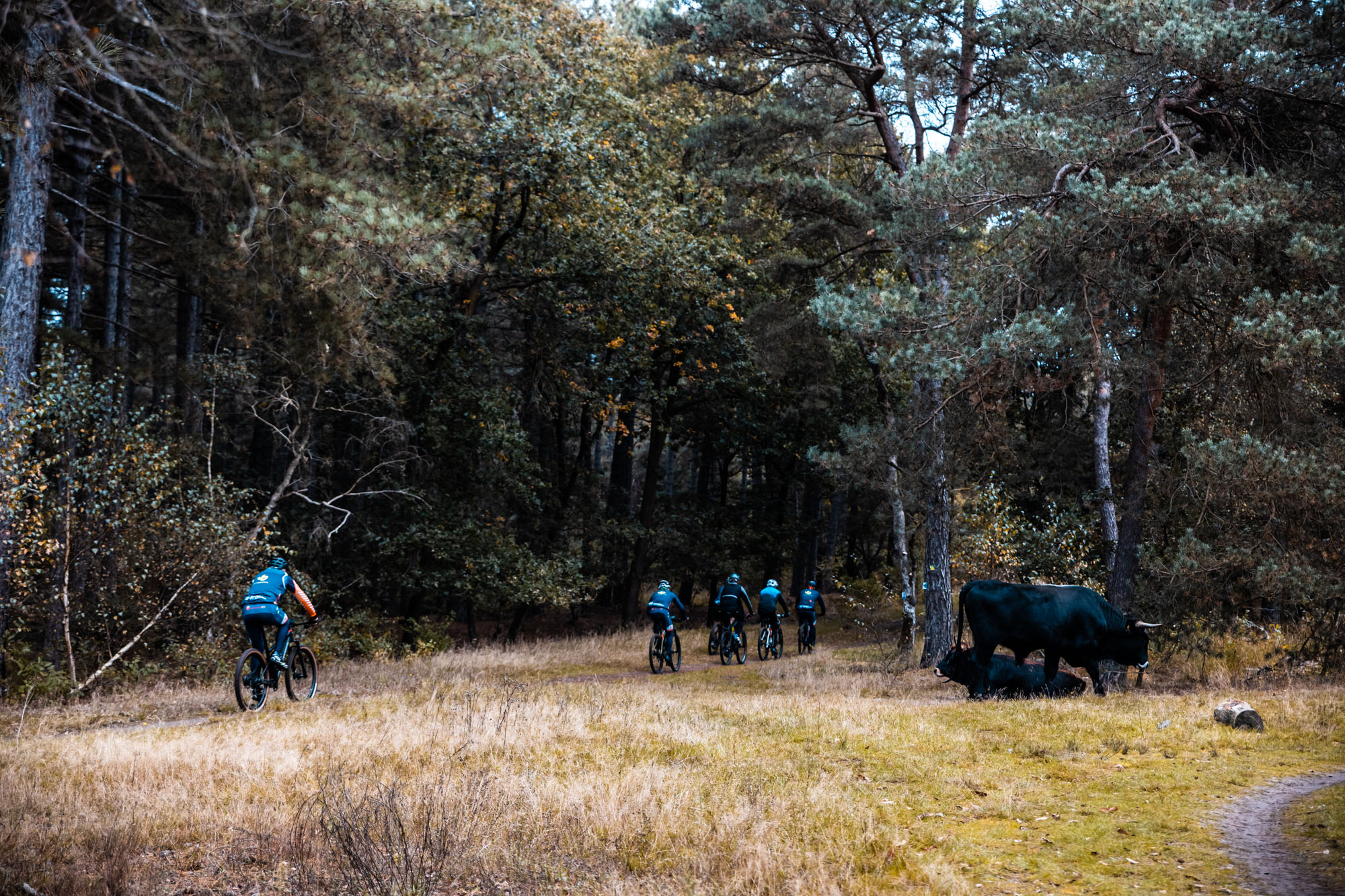 Het hele najaar gravelen en mountainbiken rondom de Maashorst