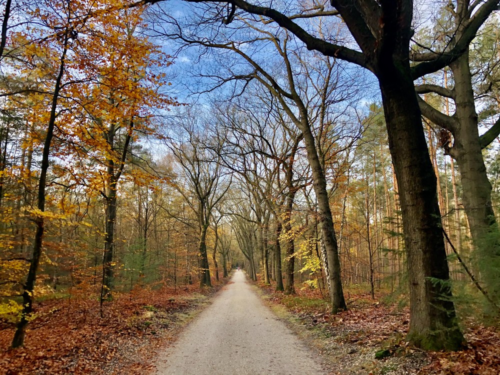 NTFU tegen sluiting van bospaden Arnhem voor fietsers
