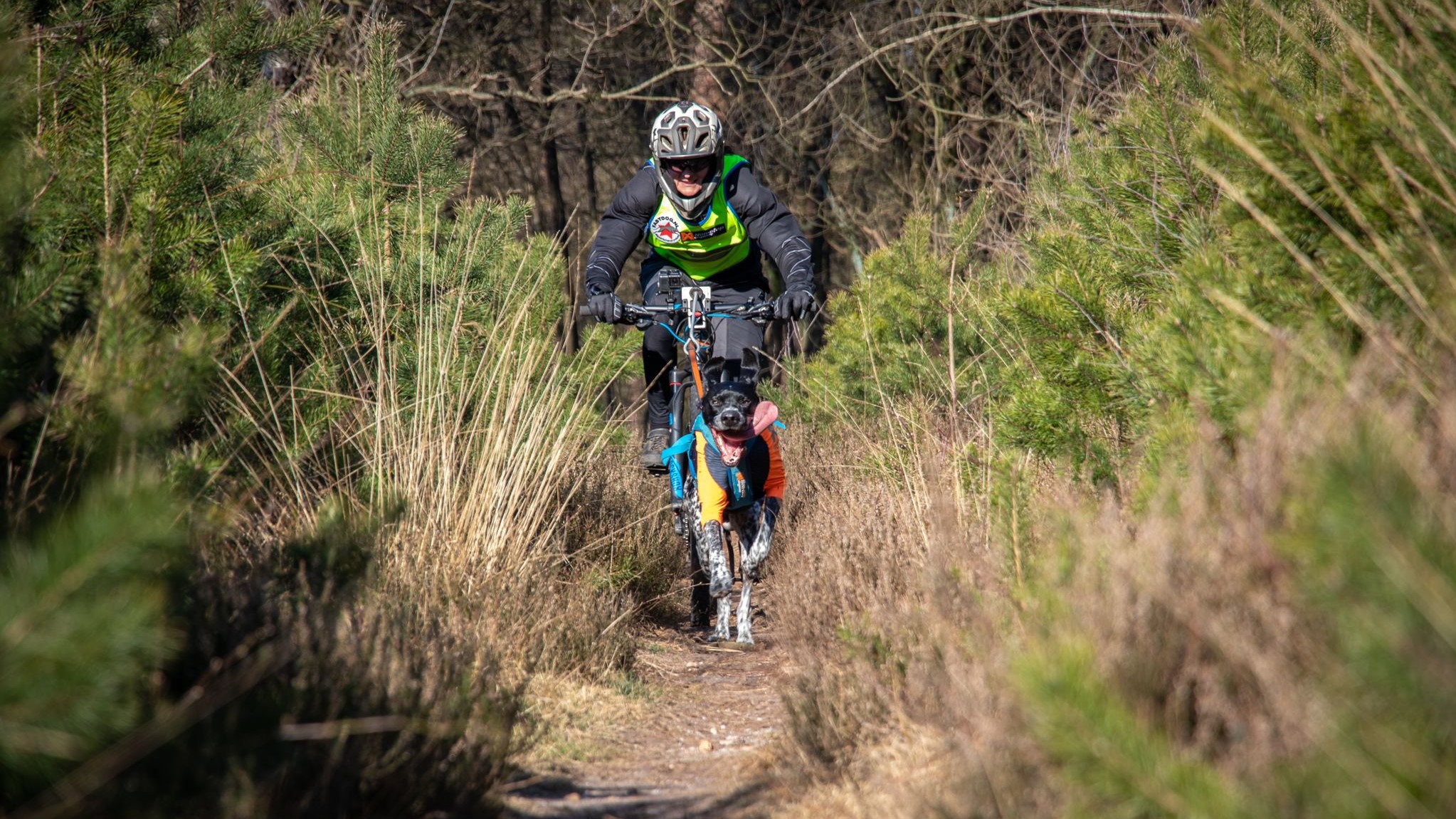Bikejoring: Mountainbiken met ‘man’s best friend’
